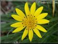 yellow gazania flower