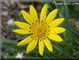 yellow gazania flower