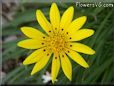 yellow gazania flower