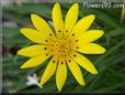 yellow gazania flower