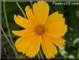 yellow cosmos flower