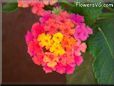 pink lantana flower