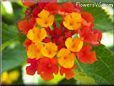 mixed color lantana flower