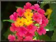 pink lantana flower