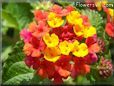mixed color lantana flower