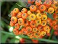 firethorn berries