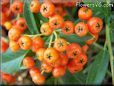 firethorn berries