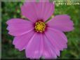 pink cosmos flower