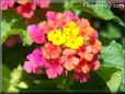 pink lantana flower
