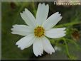 white cosmos flower