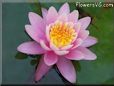 pink waterlily flower