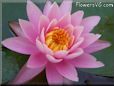 pink waterlily flower