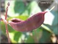 sweet peas pod