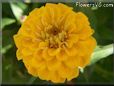 yellow zinnia flower