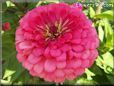 pink zinnia flower