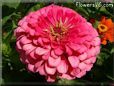 pink zinnia flower