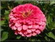 pink zinnia flower