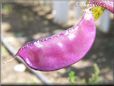 sweet peas pod