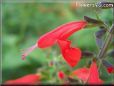 red beardtongue flower