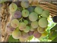 purple green grapes