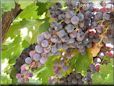 purple grapes