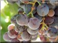 purple grapes