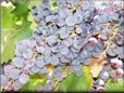 blue grapes