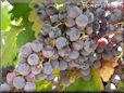 purple grapes