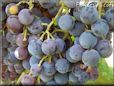 blue grapes