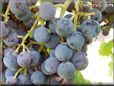 blue grapes