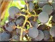 blue grapes
