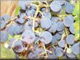 blue grapes