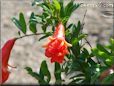 pomegranate flower