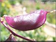 sweet peas pod