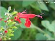 beardtongue flower