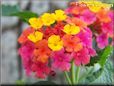 pink lantana flower