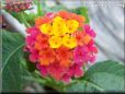 pink lantana flower