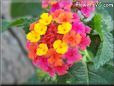 pink lantana flower
