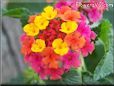 pink lantana flower