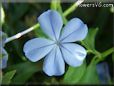 plumbago flower