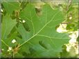oak tree leaf