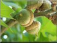 oak tree acorn nut