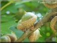 oak tree acorn nut