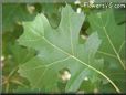 oak tree leaf