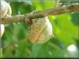 oak tree acorn nut