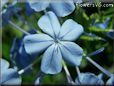 plumbago flower