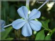 plumbago flower