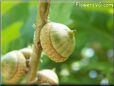 oak tree acorn nut