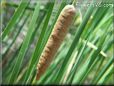 cattail