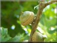 oak tree acorn nut